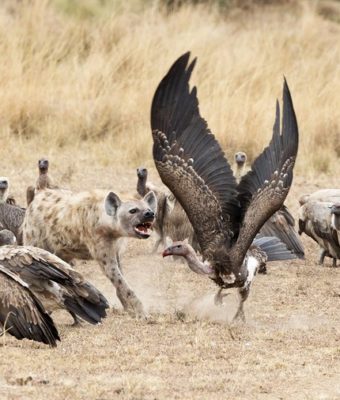 Are You a Sales Vulture? Pt. 2