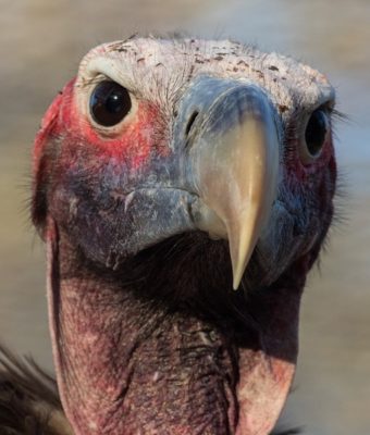 Are You a Sales Vulture? Pt. 1